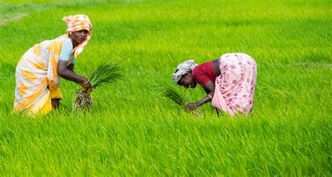  China's Green Revolution: Exploring Sustainable Agriculture and Its Impact on Rural Communities!